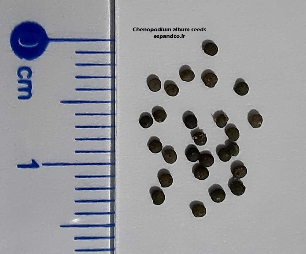 Chenopodium album seeds